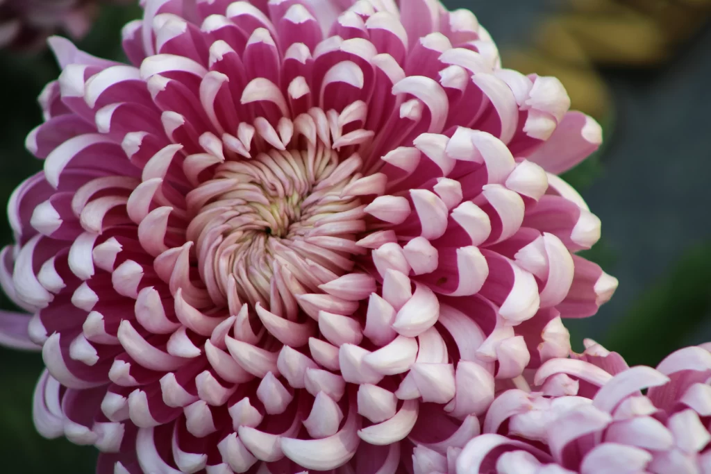 Pink White Chrysanthemum Petals Spiral Center