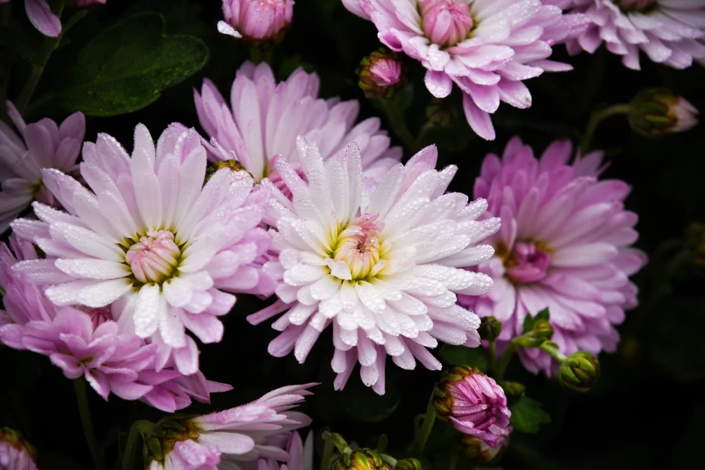 Pink White Chrysanthemum Petals Dewdrops Dark Background