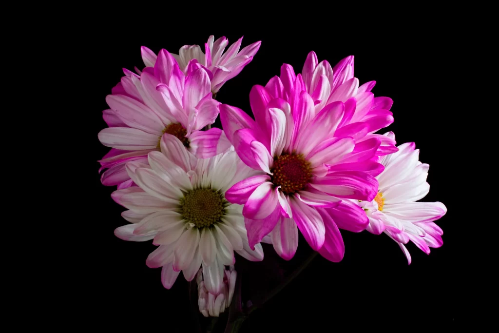 Pink White Chrysanthemum Petals Vibrant Contrast