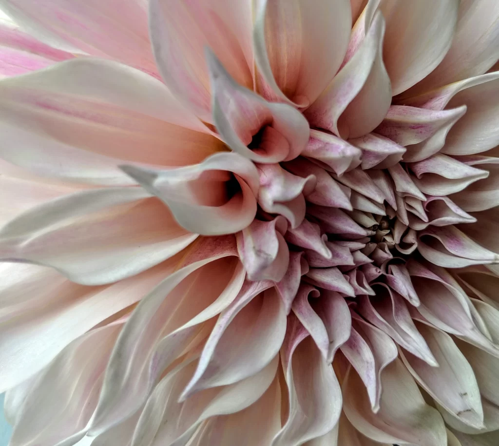 Pink White Dahlia Petals Curved gray Edges