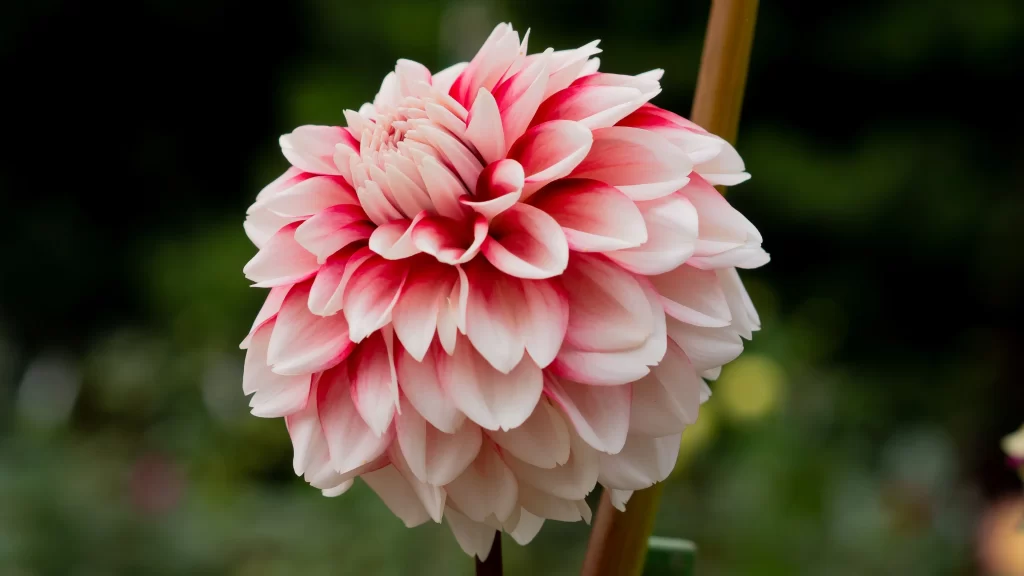 Pink White Dahlia Petals Rounded Blooming