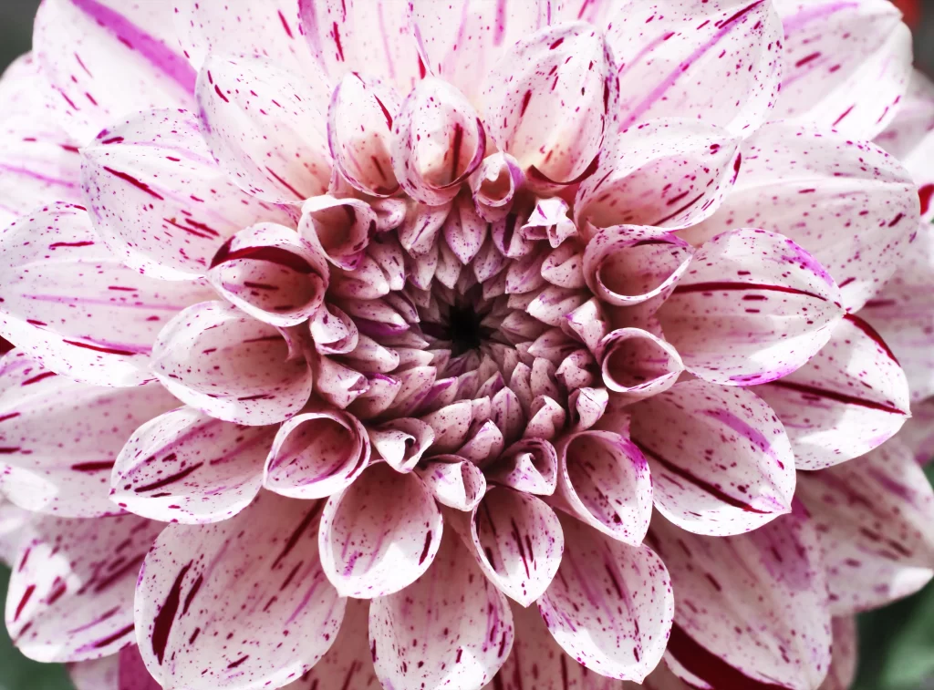 Pink White Dahlia Petals Speckled Stripes