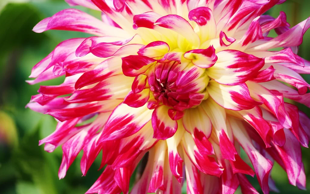 Pink White Dahlia Petals Curved warm Edges