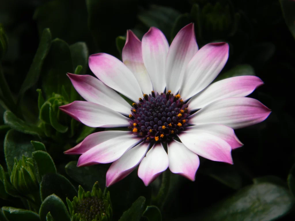 Pink White Daisy Petals Center Yellow