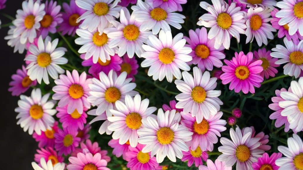Pink White Daisy Petals Yellow Center