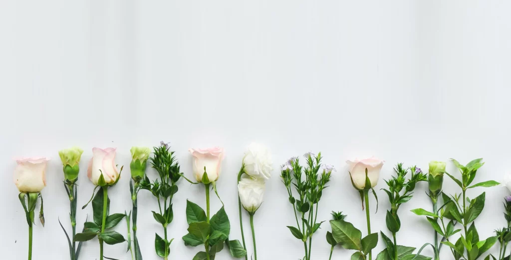 Pink White Green Rose Petals Stems