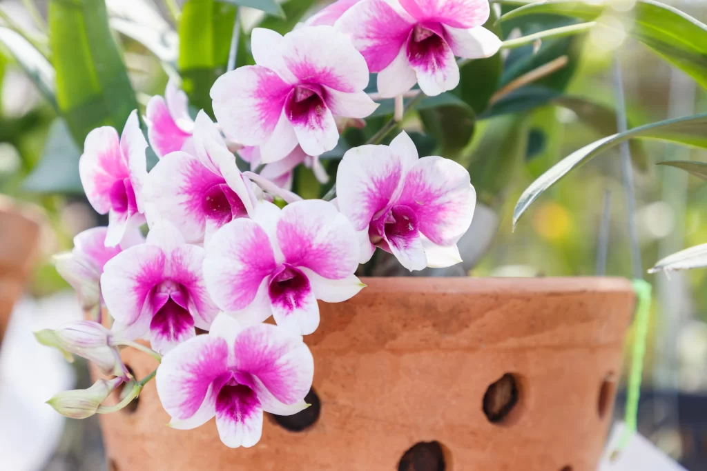 Pink White Orchid Petals Blooming