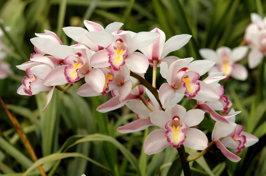 Pink White Orchid Petals Yellow Center