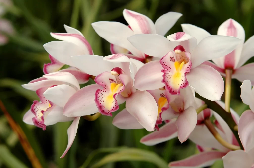 Pink White Orchid Petals Yellow Center Speckled