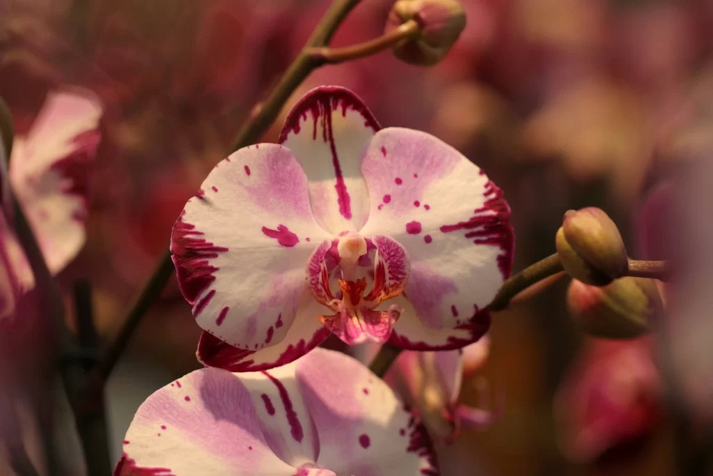 Pink White Orchid Petals warm Blooms