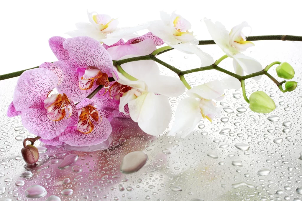 Pink White Orchid Petals Blooms Dewdrops