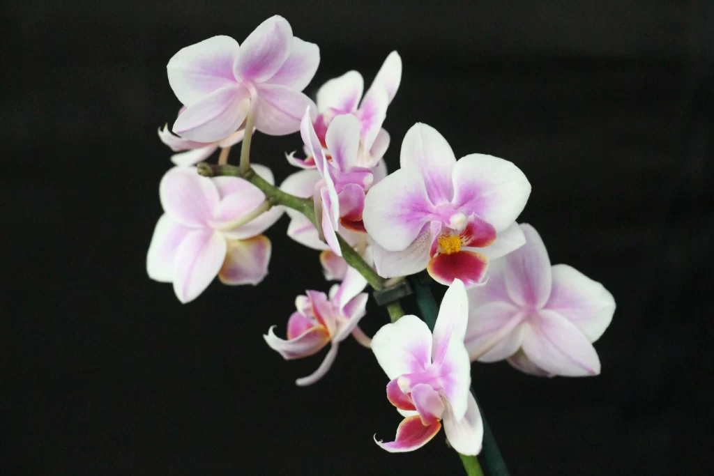 Pink White Orchid Petals gray Blooms