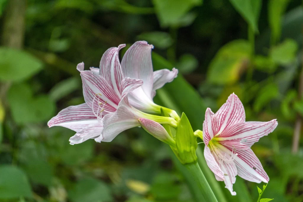 Pink White Orchid Striped Petals Nature
