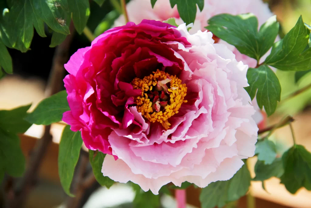 Pink White Peony Petals Yellow Stamen