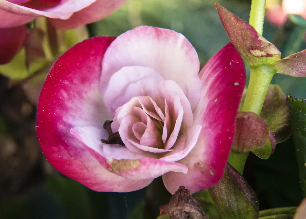 Pink White Petals Crabapple Blossom