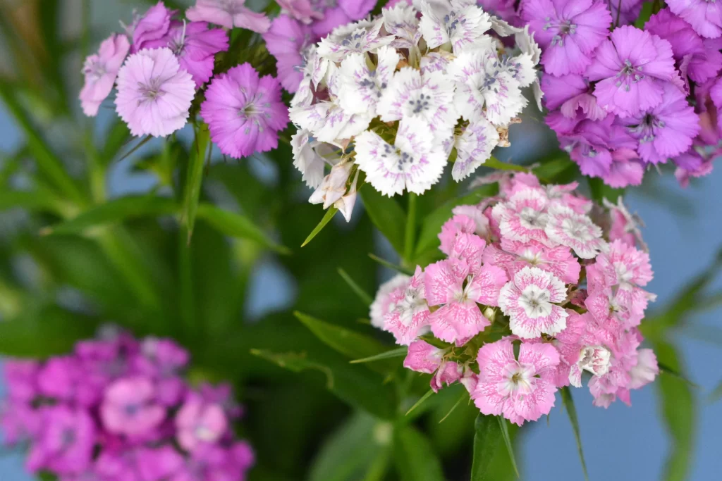 Pink White Purple Carnation Petals Cluster