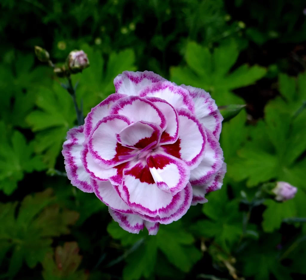 Pink White Red Carnation Petals Edges Green