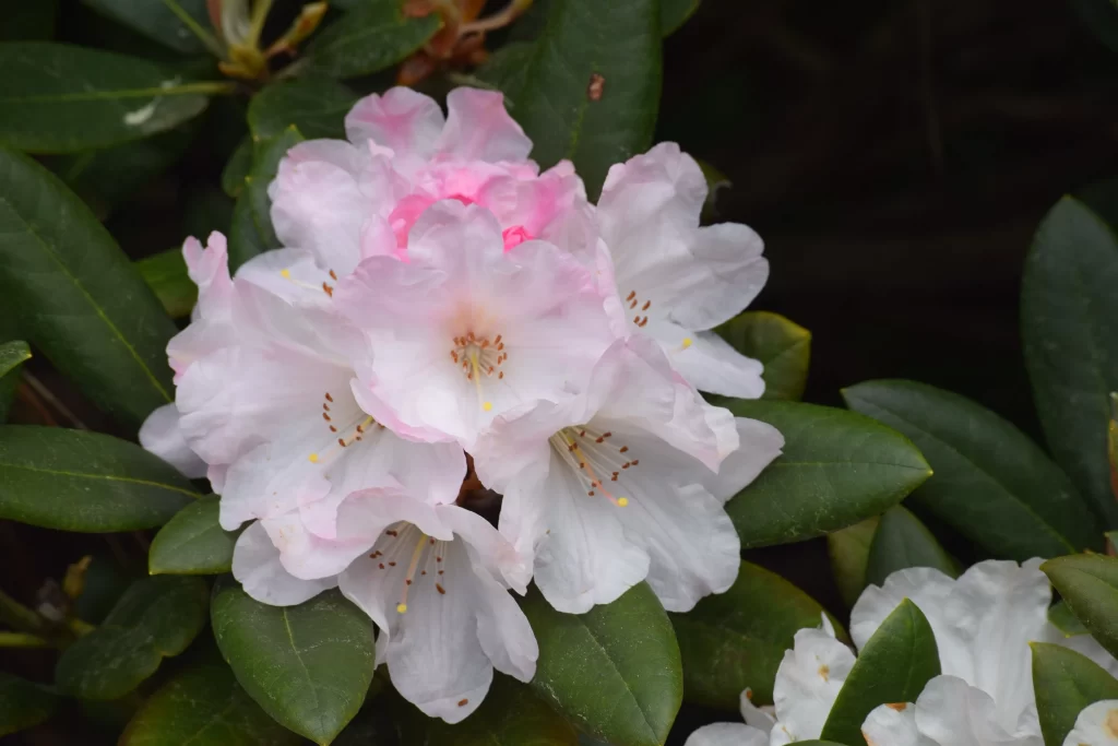 Pink White Rhododendron Petals Blooming Dark Green Leaves