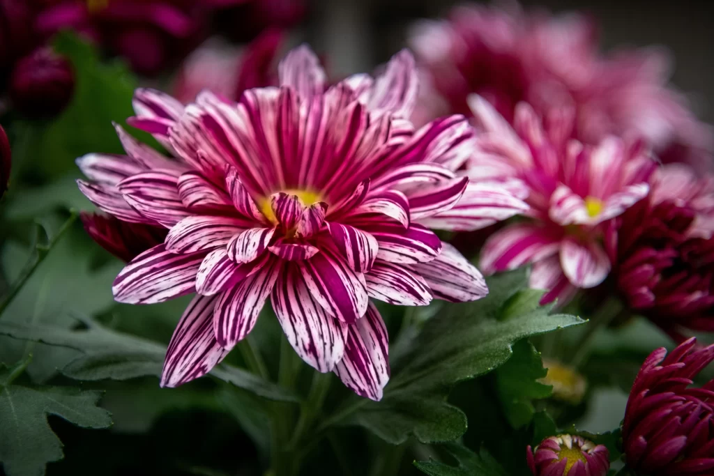 Pink White Striped Petals Yellow Center