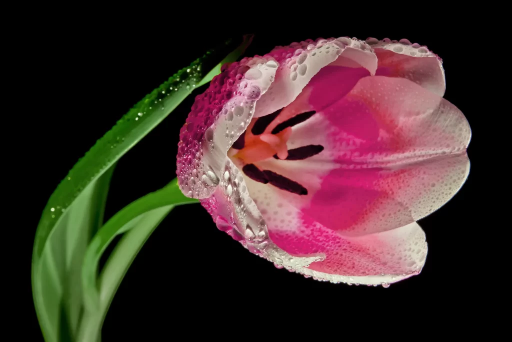 Pink White Tulip Petals Dewdrops Green Leaves