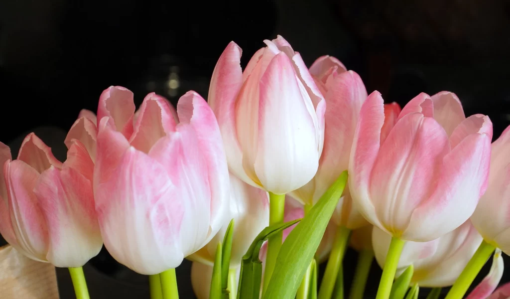 Pink White Tulip Petals Stems Green