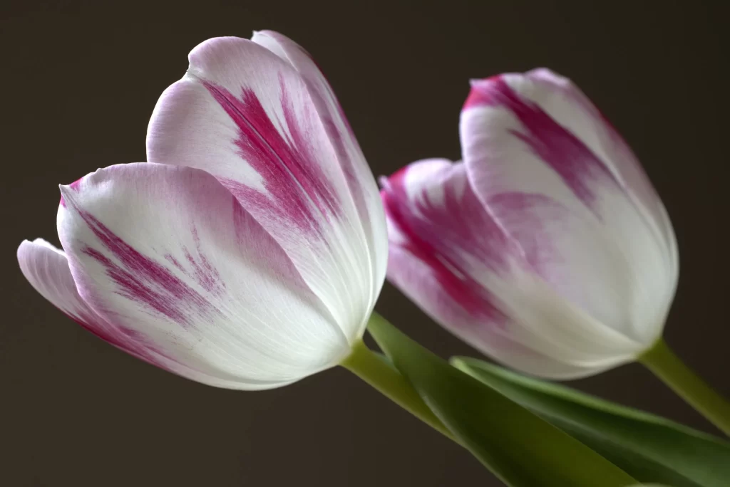 Pink White Tulip Petals Stripes