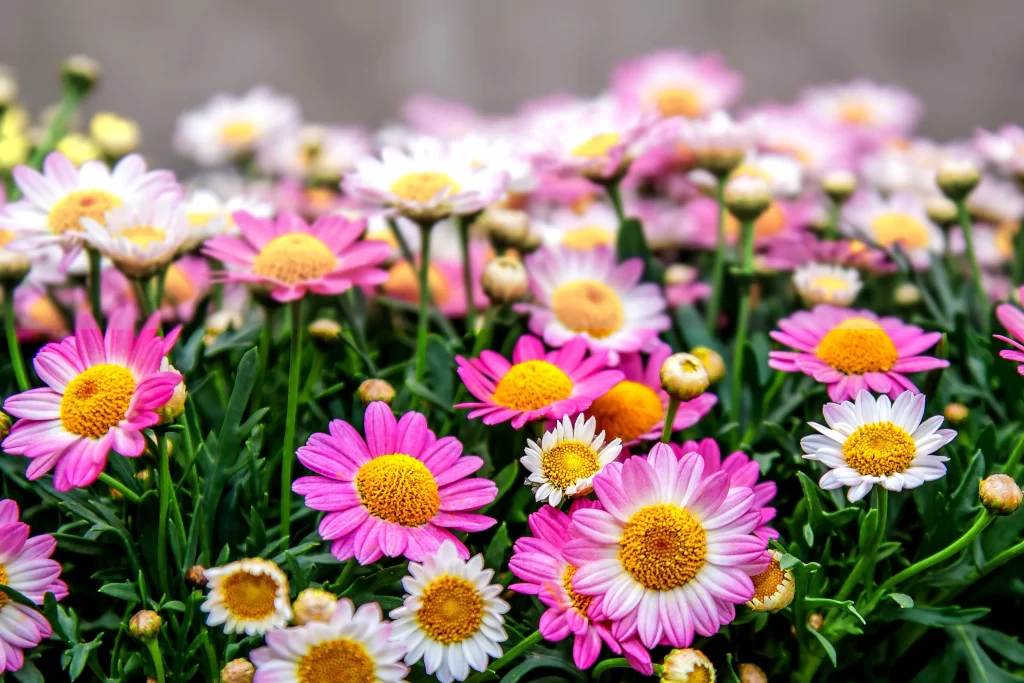 Pink White Yellow Chrysanthemum Petals Blooms