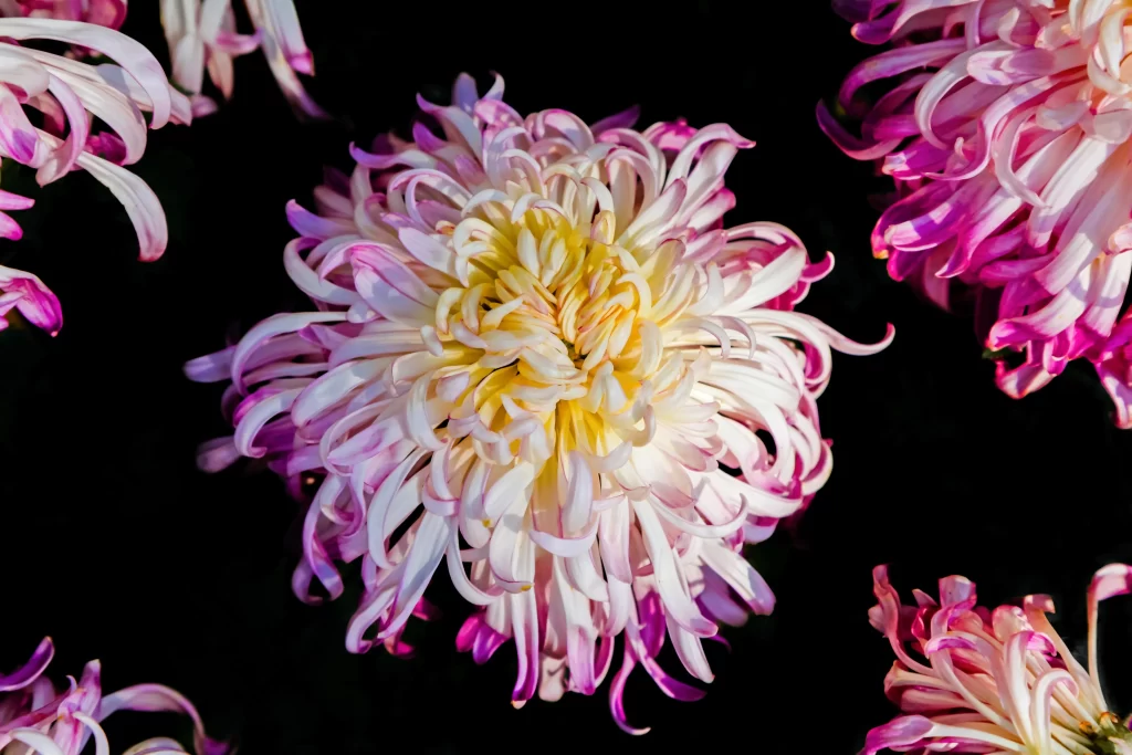 Pink White Yellow Chrysanthemum Petals Curved