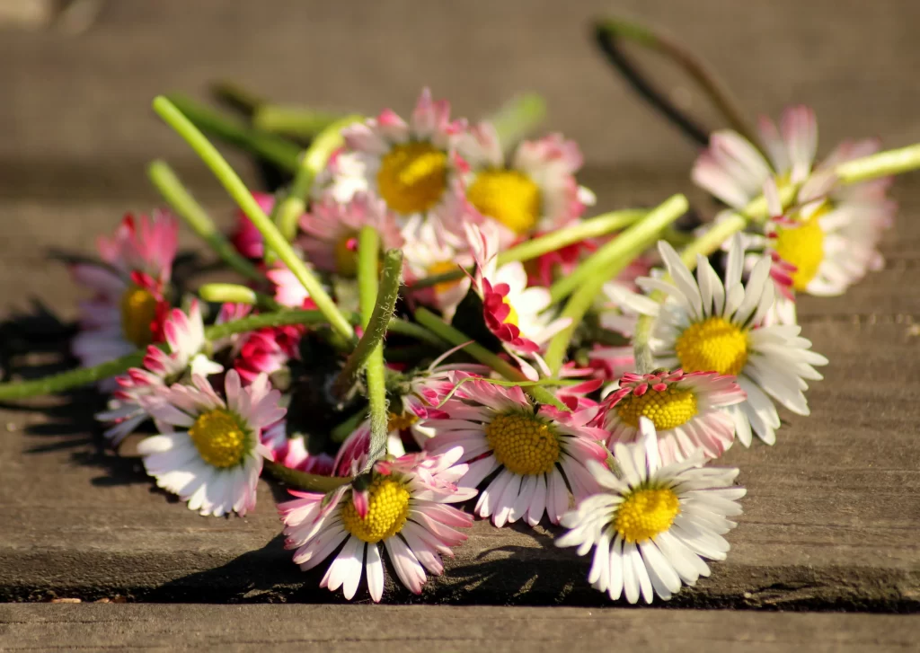 Pink White Yellow Daisy Petals Sunflower