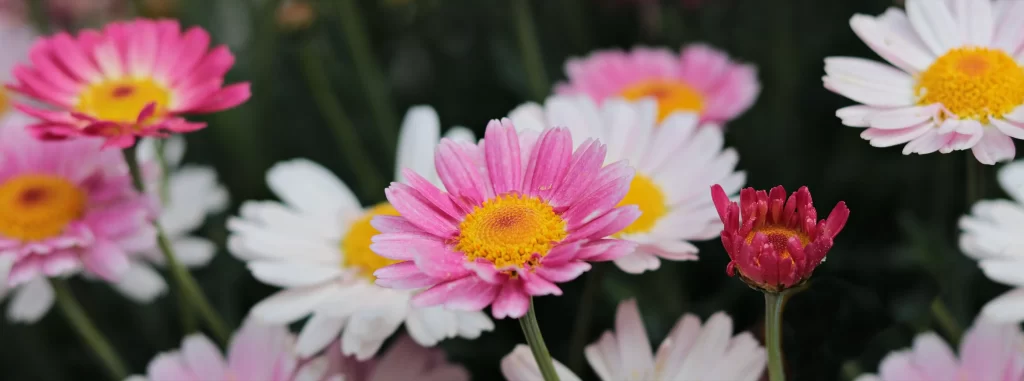 Pink White Yellow Daisy Petals gray Center