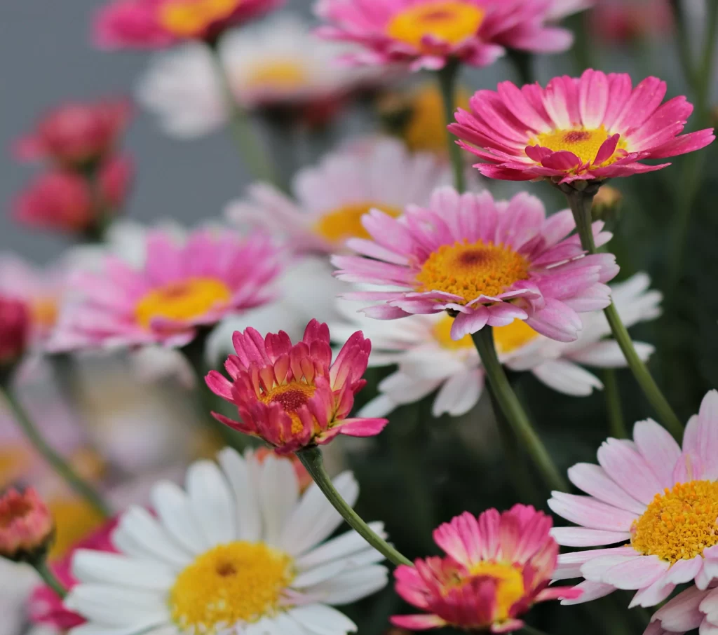 Pink White Yellow Daisy Petals warm Center