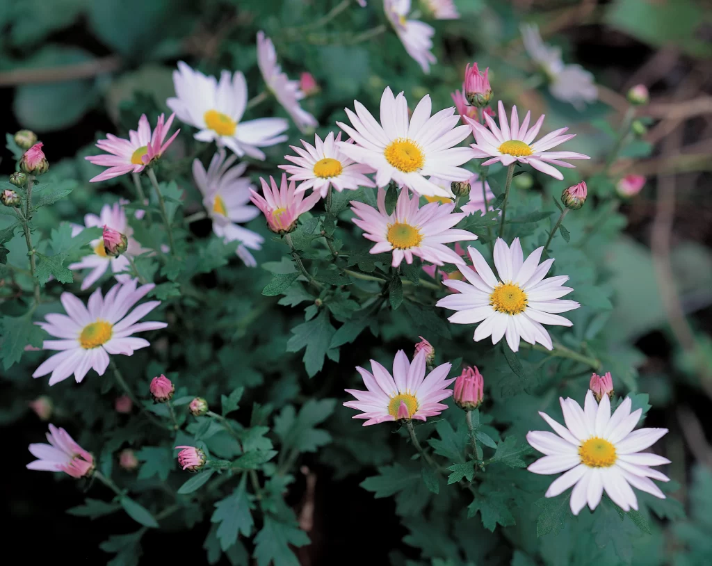 Pink White Yellow Daisy Petals Green Leaves
