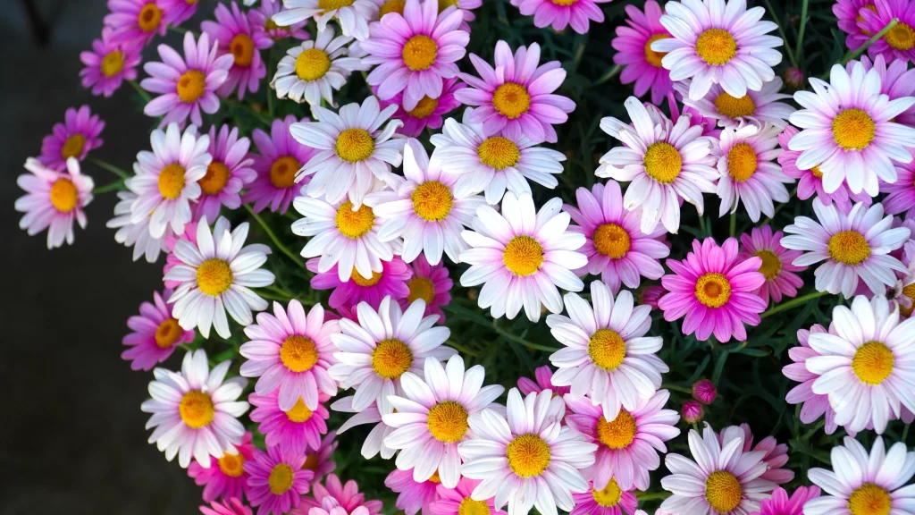 Pink White Yellow Daisy Petals Bright