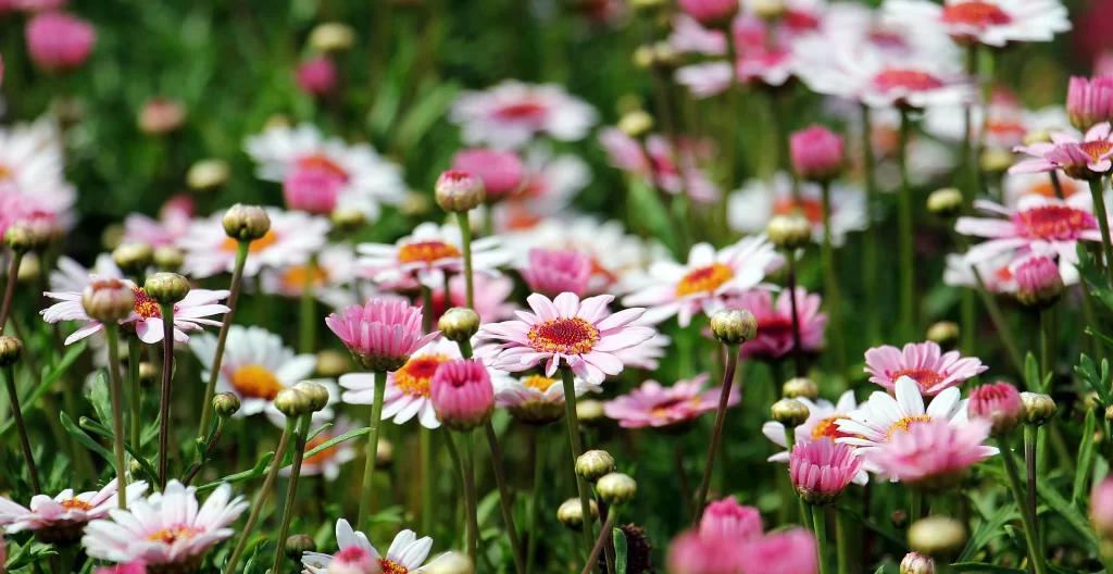 Pink White Yellow Green