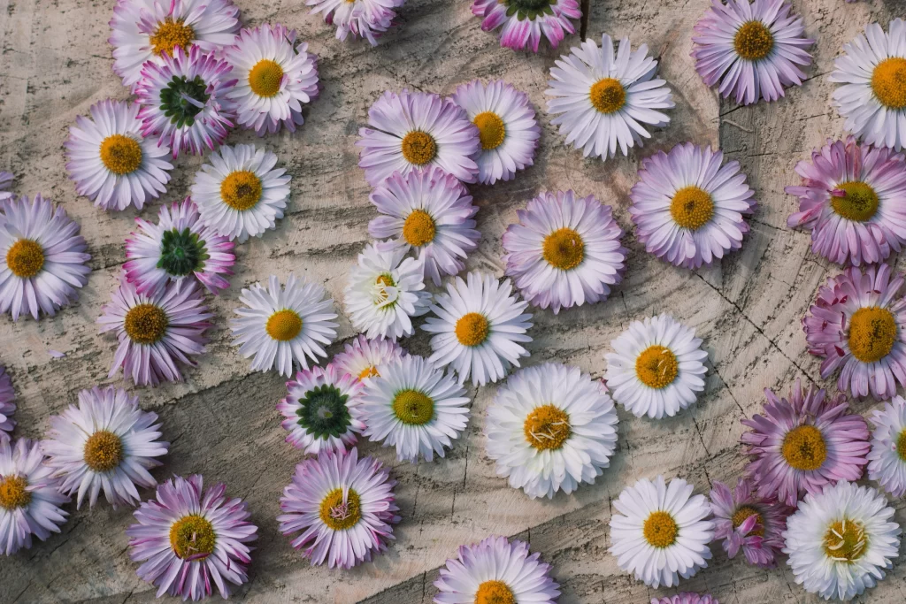 Pink White Yellow Petals Center Blooms