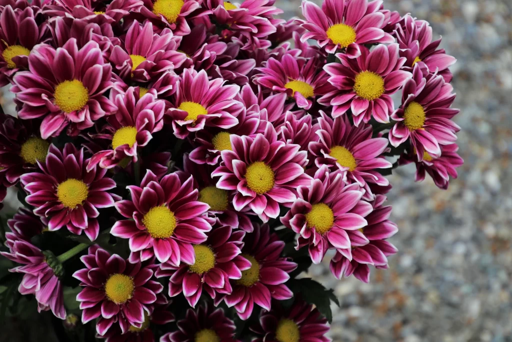 Pink Yellow Chrysanthemum Petals warm Center