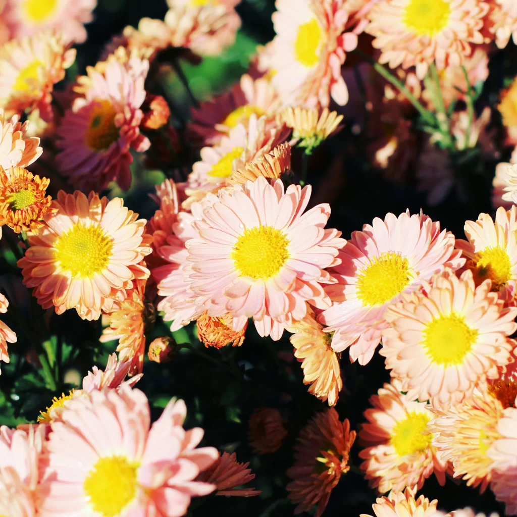 Pink Yellow Chrysanthemum Petals Sunlight