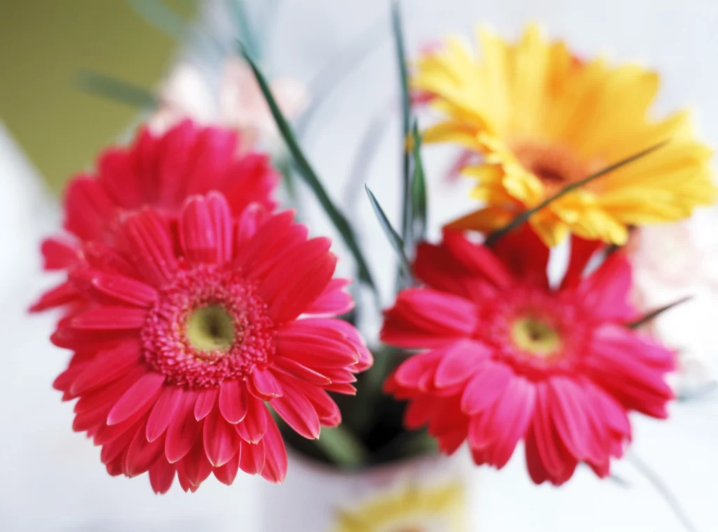 Pink Yellow Chrysanthemum Petals Bright Colorful