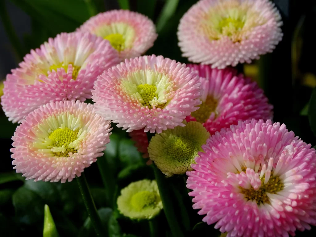 Pink Yellow Chrysanthemum Petals gray Center