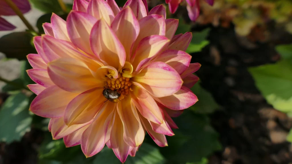 Pink Yellow Dahlia Petals Bee