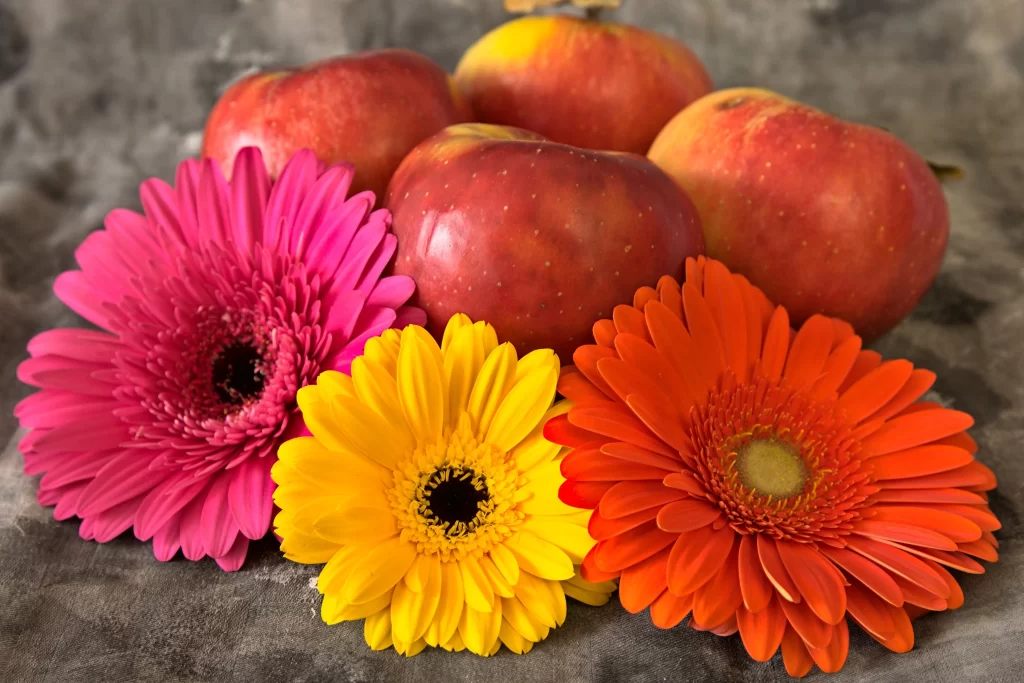 Pink Yellow Orange Chrysanthemum Petals Bright