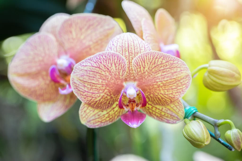 Pink Yellow Orchid Petals warm Stripes