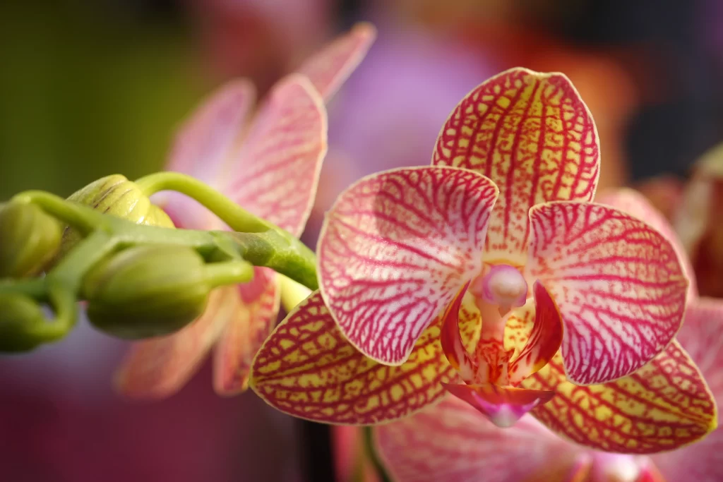 Pink Yellow Orchid Petals warm Stripes