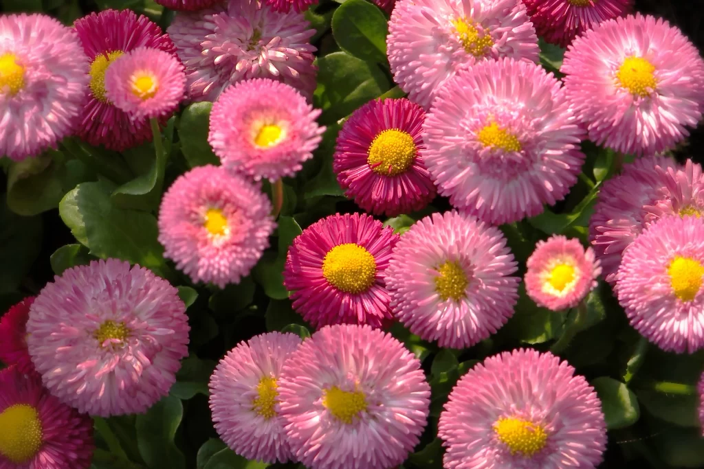 Pink Yellow Petals Center Round