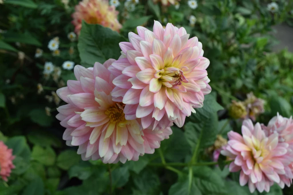 Pink Yellow Petals Layered Blooming