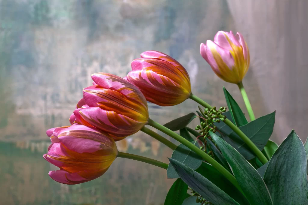 Pink Yellow Tulip Petals Stems Green Leaves