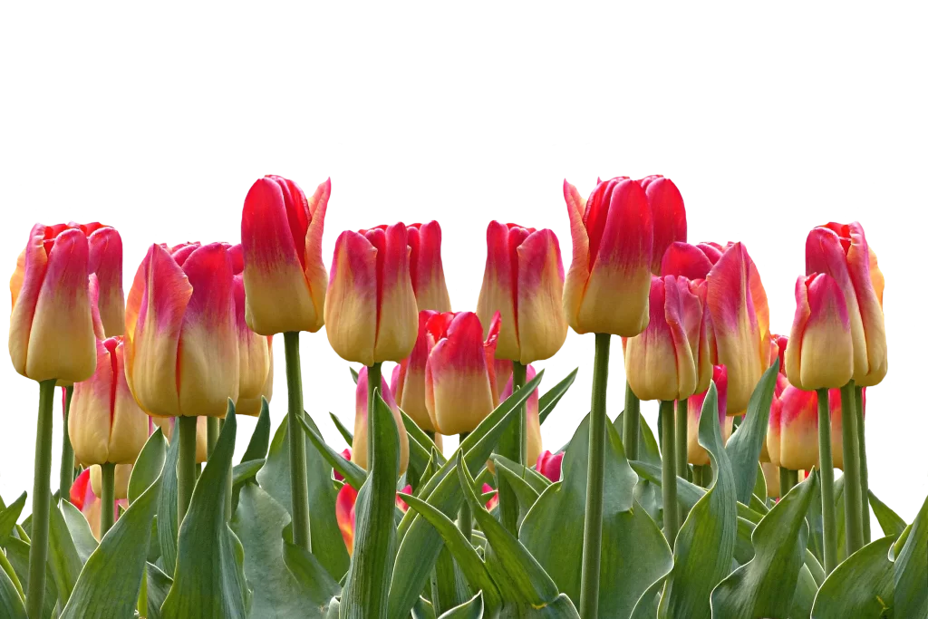 Pink Yellow Tulip Petals Green Leaves