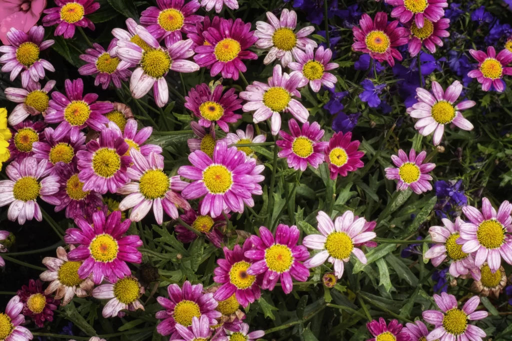 Pink Yellow White Petals Center Garden