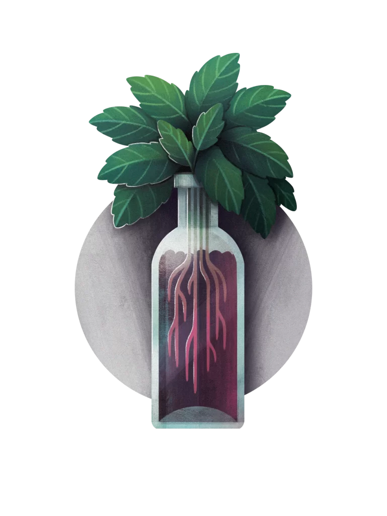 Plant Bottle Roots Leaves