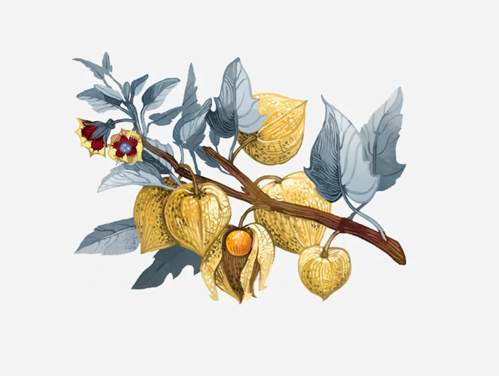 Plant Branch Fruits Flowers